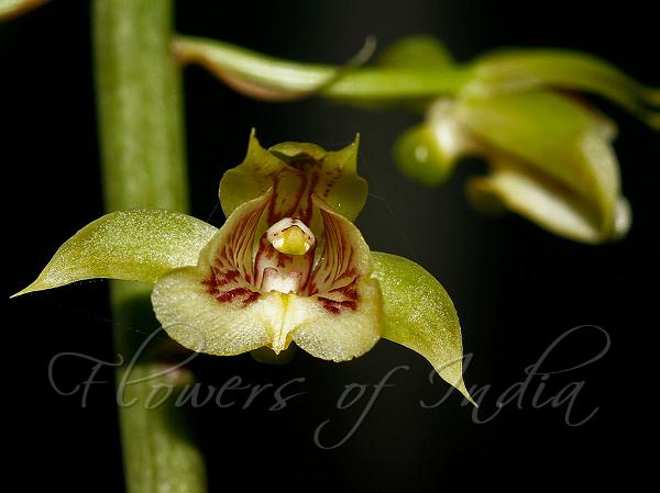 Pretty Eulophia